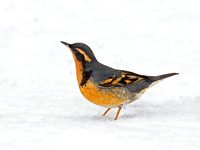 Ixoreus naevius VARIED THRUSH 9007211z