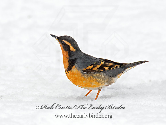 Ixoreus naevius  VARIED THRUSH 9007211z