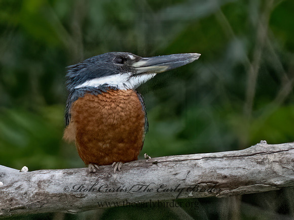 Ceryle torquata  RINGED KINGFISHER 3036095z