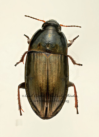 Amara aenea 9017490z