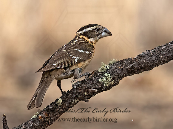 Pheucticus melanocephalus  BLACK-HEADED GROSBEAK 3037815z