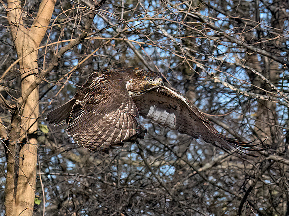 Buteo jamaicensis RED-TAILED HAWK 9092868z