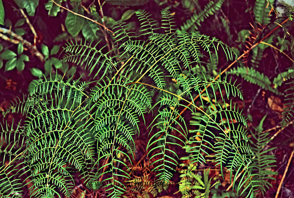 Pteridium aquilinum caudatum  LACY BRACKEN FERN 248728z