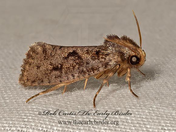 Acrolophus popeanella  CLEMENS' GRASS TUBEWORM MOTH 9066462z