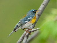 Setophaga americana NORTHERN PARULA 3007821z