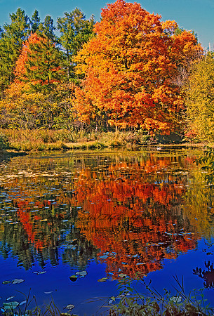 Morton Arboretum 304536z
