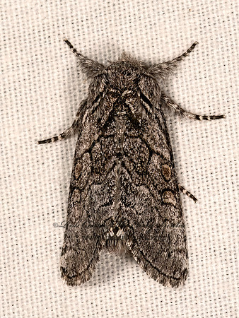 Pseudopanthea palata  PANTHEINAE OWLET MOTH 3036623z