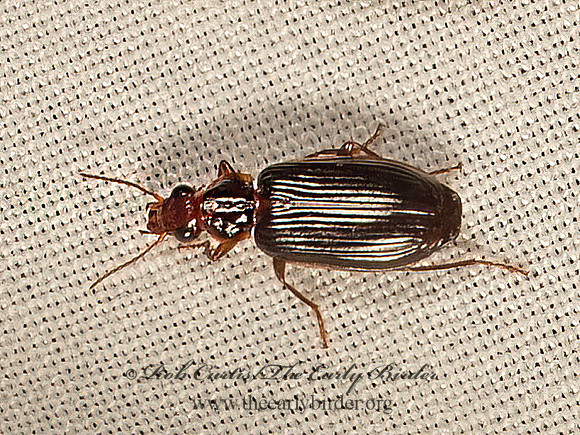 Plochionus timidus 9048652z