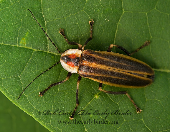 Photuris 8004750z