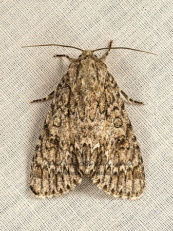 Acronicta tp3  DAGGER MOTH 9048982z