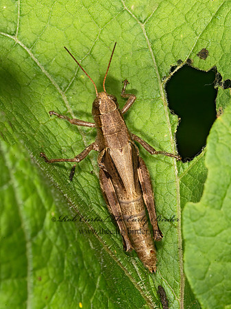 Melanoplus walshii  WALSH'S SHORT-WINGED GRASSHOPPER 9041224z