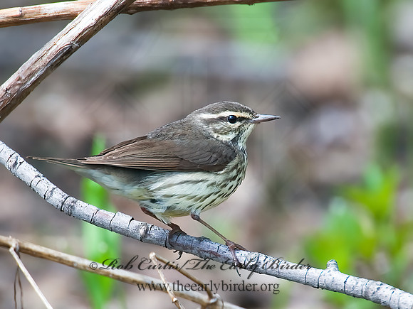 Parkesia noveboracensis  NORTHERN WATERTHRUSH 8002411z