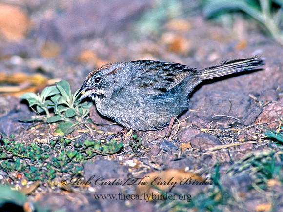 Aimophila ruficeps  RUFOUS-CROWNED SPARROW  92702z