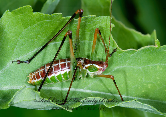 Dichopetala brevihastata  COMMON SHORT-WING KATYDID   7006108z