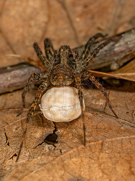 Schizocosa WOLF SPIDER 9079451z