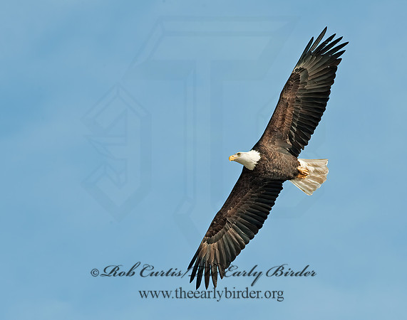 Haliaeetus leucocephalus  BALD EAGLE 8021056z