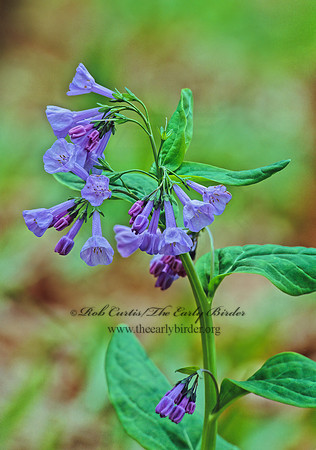 Mertensia virginica  VIRGINIA BLUEBELL 279920z