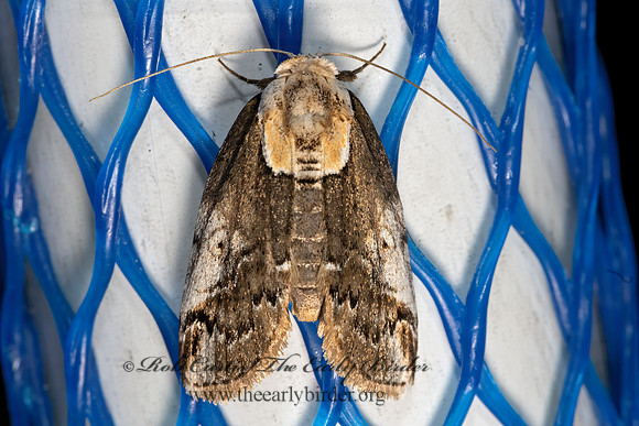 Baileya  NOLID MOTH 3028479z