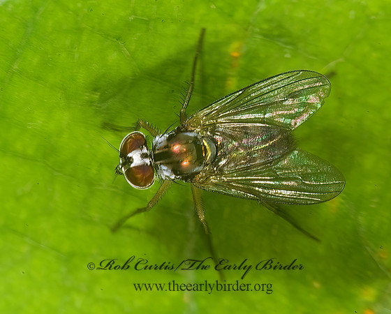 Argyra  LONGLEGGED FLY  8016963z