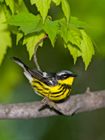 Setophaga magnolia MAGNOLIA WARBLER 8003569z