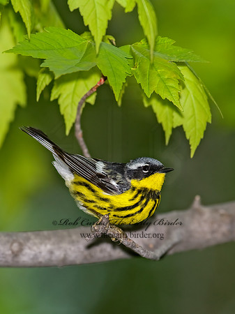 Setophaga magnolia  MAGNOLIA WARBLER 8003569z