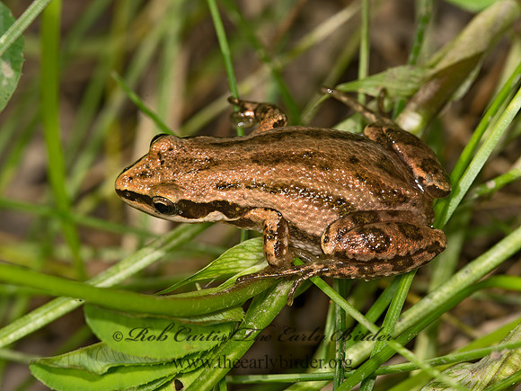 Pseudacris triseriata  STRIPED CHORUS FROG 9024562 z
