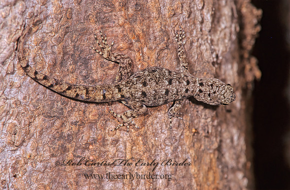 Gonatodes fuscus  YELLOW-HEADED GECKO 197608z