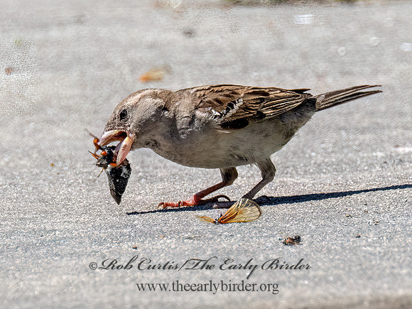 Passer domesticus HOUSE SPARROW 9089202z