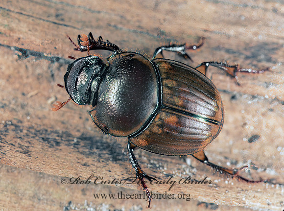 Digitonthophagus gazella  GAZELLE DUNG BEETLE 201027z