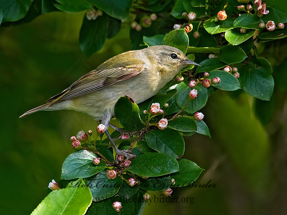 Leiothlypis peregrina  TENNESSEE WARBLER 8022328z