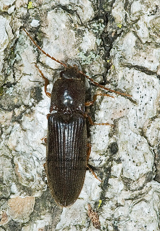 Hemicrepidius  DENDROMETRINI CLICK BEETLE 5010255z