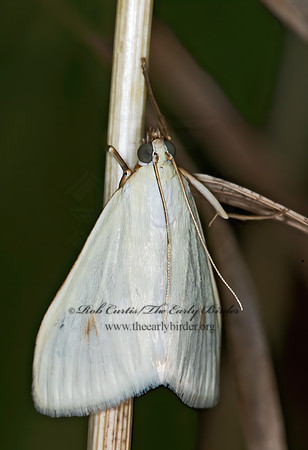 Sitochroa palealis  CARROT SEED MOTH 6010357z