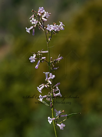 Penstemon  BEARDTONGUE 9058480z