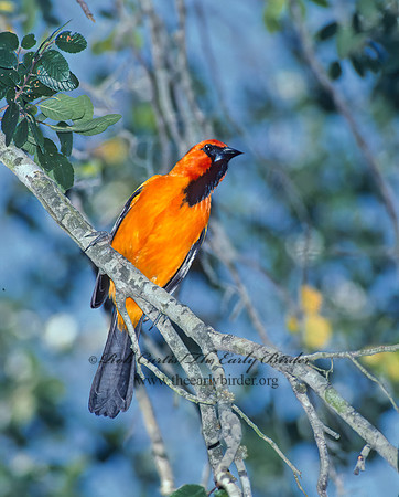 Icterus gularis  ALTAMIRA ORIOLE 90617z