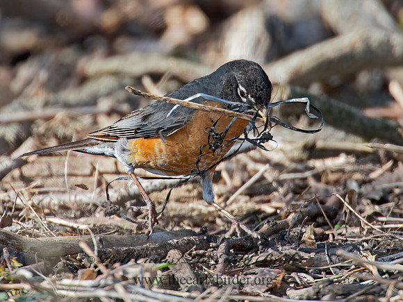 Turdus migratorius  AMERICAN ROBIN 9010578z