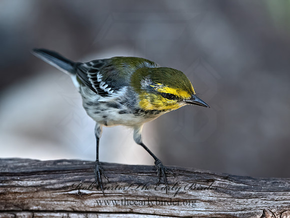 Setophaga chrysoparia  GOLDEN-CHEEKED WARBLER 3040935z