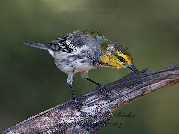 Setophaga chrysoparia  GOLDEN-CHEEKED WARBLER 3040946z