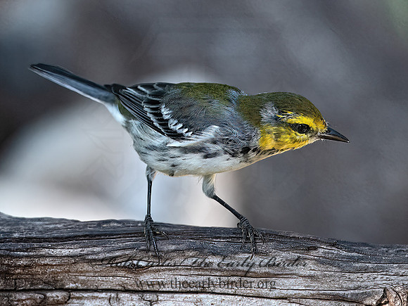 Setophaga chrysoparia  GOLDEN-CHEEKED WARBLER 3040932z