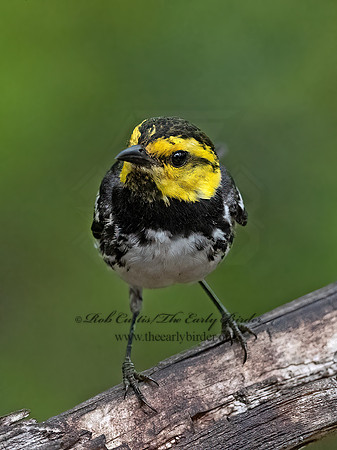 Setophaga chrysoparia  GOLDEN-CHEEKED WARBLER 3039585z
