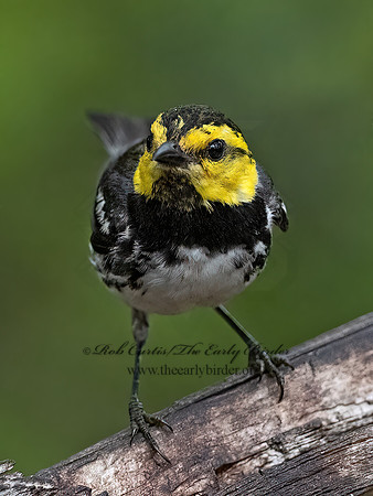 Setophaga chrysoparia  GOLDEN-CHEEKED WARBLER 3039587z