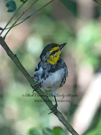 Setophaga chrysoparia  GOLDEN-CHEEKED WARBLER 6041006z