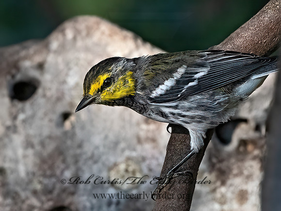 Setophaga chrysoparia  GOLDEN-CHEEKED WARBLER 3040304z
