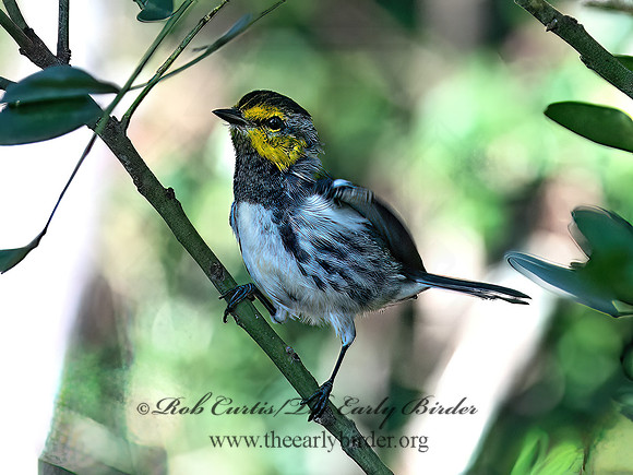 Setophaga chrysoparia  GOLDEN-CHEEKED WARBLER 6041001z