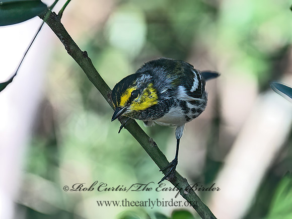 Setophaga chrysoparia  GOLDEN-CHEEKED WARBLER 6041003z