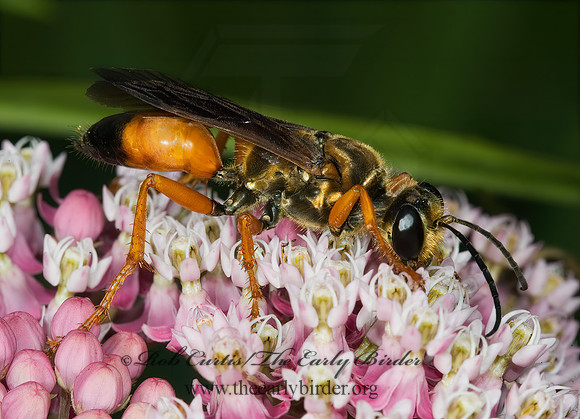 Sphex ichneumoneus 5013440z
