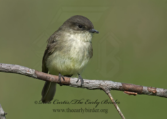 Sayornis phoebe  EASTERN PHOEBE 6017348z