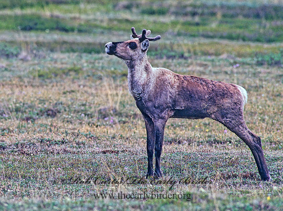 Rangifer tarandus  CARIBOU 234423z