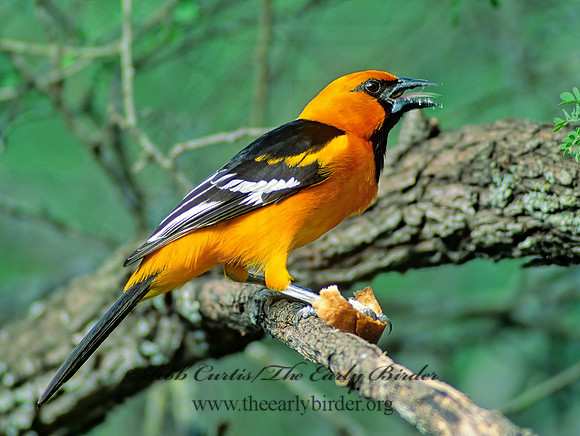 Icterus gularis  ALTAMIRA ORIOLE 70816z