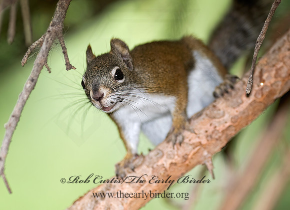 Tamiasciurus hudsonicus  AMERICAN RED SQUIRREL  6027772 z