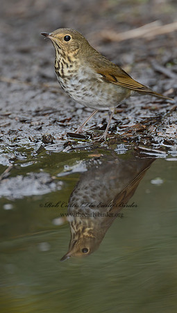 Catharus ustulatus  SWAINSON'S THRUSH 9004340z